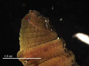  ( - B05_1487021)  @11 [ ] CreativeCommons  Attribution Non-Commercial (2018) Unspecified The Smithsonian Institution National Museum of Natural History, Department of Invertebrate Zoology