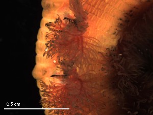  (Abarenicola - B05_1487021)  @11 [ ] CreativeCommons  Attribution Non-Commercial (2018) Unspecified The Smithsonian Institution National Museum of Natural History, Department of Invertebrate Zoology