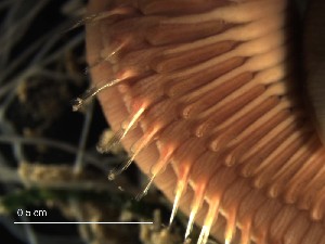  ( - E05_1487022)  @11 [ ] CreativeCommons  Attribution Non-Commercial (2018) Unspecified The Smithsonian Institution National Museum of Natural History, Department of Invertebrate Zoology