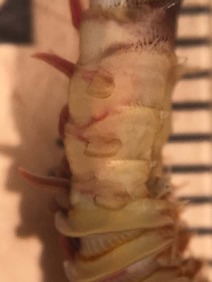  (Phragmatopoma californica - H03_1487045)  @11 [ ] CreativeCommons  Attribution Non-Commercial (2018) Unspecified The Smithsonian Institution National Museum of Natural History, Department of Invertebrate Zoology