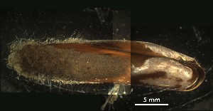  ( - A06_1487035)  @11 [ ] CreativeCommons  Attribution Non-Commercial (2018) Unspecified The Smithsonian Institution National Museum of Natural History, Department of Invertebrate Zoology