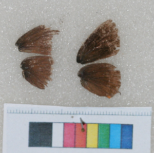  ( - RVcoll.09-T581)  @12 [ ] Butterfly Diversity and Evolution Lab (2014) Roger Vila Institute of Evolutionary Biology