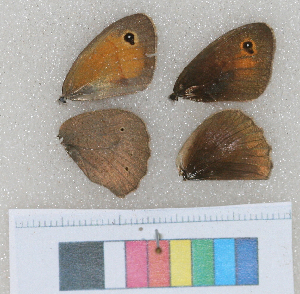  ( - RVcoll.12-N776)  @11 [ ] Butterfly Diversity and Evolution Lab (2014) Roger Vila Institute of Evolutionary Biology