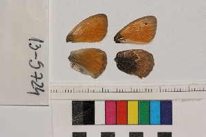  ( - RVcoll.13-S724)  @12 [ ] Butterfly Diversity and Evolution Lab (2014) Roger Vila Institute of Evolutionary Biology