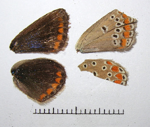  ( - RVcoll.08-L421)  @12 [ ] Butterfly Diversity and Evolution Lab (2014) Roger Vila Institute of Evolutionary Biology