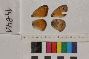  ( - RVcoll.14-B441)  @12 [ ] Butterfly Diversity and Evolution Lab (2014) Roger Vila Institute of Evolutionary Biology
