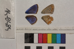  ( - RVcoll.14-B484)  @12 [ ] Butterfly Diversity and Evolution Lab (2014) Roger Vila Institute of Evolutionary Biology