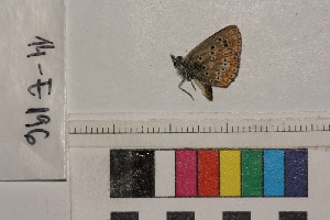  ( - RVcoll.14-E196)  @12 [ ] Butterfly Diversity and Evolution Lab (2014) Roger Vila Institute of Evolutionary Biology