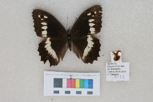  ( - RVcoll.LD-2138)  @13 [ ] Butterfly Diversity and Evolution Lab (2014) Roger Vila Institute of Evolutionary Biology