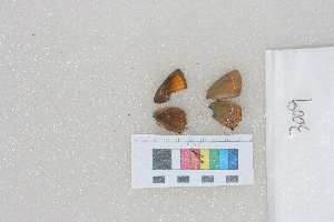  ( - RVcoll.LD-3009)  @12 [ ] Butterfly Diversity and Evolution Lab (2014) Roger Vila Institute of Evolutionary Biology