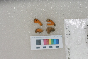  ( - RVcoll. 14-I302)  @12 [ ] Butterfly Diversity and Evolution Lab (2014) Roger Vila Institute of Evolutionary Biology