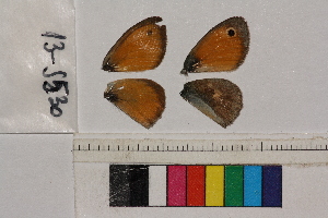  ( - RVcoll.13-S530)  @12 [ ] Butterfly Diversity and Evolution Lab (2014) Roger Vila Institute of Evolutionary Biology