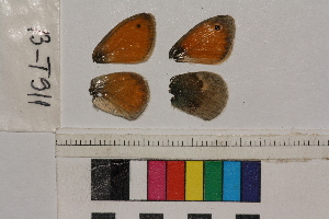  ( - RVcoll.13-T911)  @12 [ ] Butterfly Diversity and Evolution Lab (2014) Roger Vila Institute of Evolutionary Biology