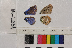  ( - RVcoll.14-L031)  @12 [ ] Butterfly Diversity and Evolution Lab (2014) Roger Vila Institute of Evolutionary Biology