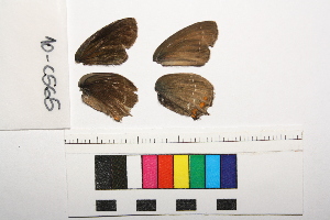  ( - RVcoll.10-C565)  @12 [ ] Copyright (2014) Roger Vila Institute of Evolutionary Biology
