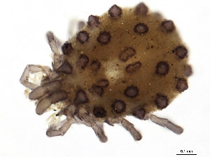 (Sperchonopsis sp0995A - CNC-IMS090095.008)  @13 [ ] CreativeCommons - Attribution (2010) CBG Photography Group Centre for Biodiversity Genomics