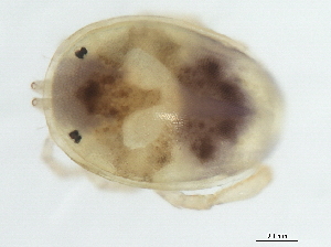  (Brachypoda sp0997A - CNC-IMS090097.042)  @13 [ ] CreativeCommons - Attribution (2010) CBG Photography Group Centre for Biodiversity Genomics