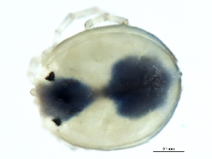 (Axonopsis sp09103B - CNC-IMS090103.047)  @11 [ ] CreativeCommons - Attribution (2010) CBG Photography Group Centre for Biodiversity Genomics