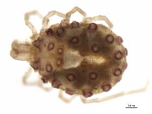  (Sperchonopsis sp0997A - CNC-IMS090097.009)  @14 [ ] CreativeCommons - Attribution (2010) CBG Photography Group Centre for Biodiversity Genomics