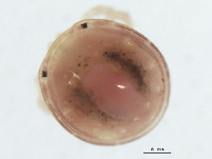  (Chelohydracarus sp0997A - CNC-IMS090097.070)  @14 [ ] CreativeCommons - Attribution (2010) CBG Photography Group Centre for Biodiversity Genomics