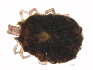  (Sperchonopsis sp0998A - CNC-IMS090098.001)  @14 [ ] CreativeCommons - Attribution (2010) CBG Photography Group Centre for Biodiversity Genomics