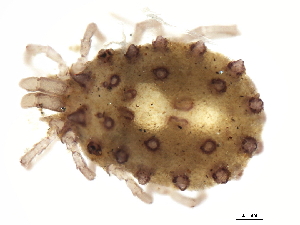  (Sperchonopsis sp0999A - CNC-IMS090099.011)  @15 [ ] CreativeCommons - Attribution (2010) CBG Photography Group Centre for Biodiversity Genomics