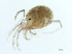  (Atractides sp09100A - CNC-IMS090100.042)  @13 [ ] CreativeCommons - Attribution (2010) CBG Photography Group Centre for Biodiversity Genomics