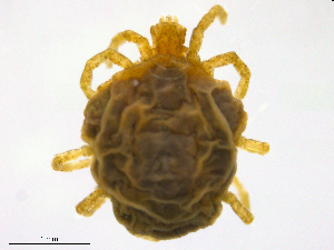  (Rhyncholimnocharinae - Cat1150825Rl2682)  @13 [ ] CreativeCommons - Attribution (2016) Centre for Biodiversity Genomics Centre for Biodiversity Genomics
