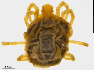  (Rhyncholimnocharinae - Cat1150825Rl2684)  @13 [ ] CreativeCommons - Attribution (2016) Centre for Biodiversity Genomics Centre for Biodiversity Genomics