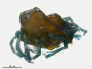 ( - H7Sa150829Ar2753)  @11 [ ] CreativeCommons - Attribution (2016) Centre for Biodiversity Genomics Centre for Biodiversity Genomics