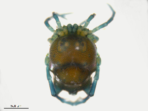  ( - H7Sa150829Ar2754)  @11 [ ] CreativeCommons - Attribution (2016) Centre for Biodiversity Genomics Centre for Biodiversity Genomics