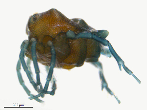  ( - H7Sa150829Ar2855)  @11 [ ] CreativeCommons - Attribution (2016) Centre for Biodiversity Genomics Centre for Biodiversity Genomics