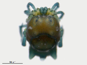  ( - LiLa150906Ar2856)  @11 [ ] CreativeCommons - Attribution (2016) Centre for Biodiversity Genomics Centre for Biodiversity Genomics
