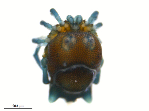  ( - H7Sa150829Ar2886)  @11 [ ] CreativeCommons - Attribution (2016) Centre for Biodiversity Genomics Centre for Biodiversity Genomics