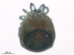  ( - LODB160531Ar3447)  @11 [ ] CreativeCommons - Attribution (2016) CBG Photography Group Centre for Biodiversity Genomics