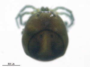  ( - LOTB160526Ar3461)  @11 [ ] CreativeCommons - Attribution (2016) CBG Photography Group Centre for Biodiversity Genomics