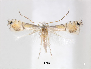  (Phyllocnistis citrella - RMNH.5013749)  @13 [ ] CreativeCommons - Attribution Non-Commercial Share-Alike (2016) Unspecified Naturalis Biodiversity Center