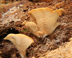  (Hohenbuehelia angustata - WPAMC22-4618)  @11 [ ] CreativeCommons - Attribution Non-Commercial (2022) Cara Coulter Western Pennsylvania Mushroom Club