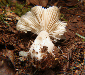  (Megacollybia - WPAMC22-4624)  @11 [ ] CreativeCommons - Attribution Non-Commercial (2022) Cara Coulter Western Pennsylvania Mushroom Club