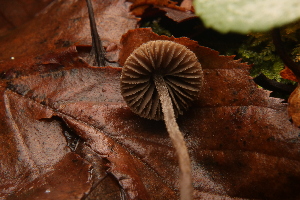  ( - MF78432)  @11 [ ] CreativeCommons - Attribution Non-Commercial (2021) Cara Coulter Western Pennsylvania Mushroom Club