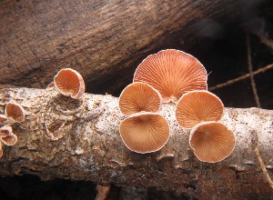  ( - MF78434)  @11 [ ] CreativeCommons - Attribution Non-Commercial (2021) Cara Coulter Western Pennsylvania Mushroom Club