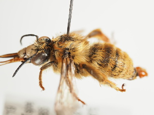  (Anthophora deserticola - TJW_1711)  @11 [ ] nrr (2023) Unspecified Thomas Wood