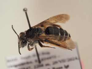  (Andrena kryzhanoskii - TJW_1725)  @11 [ ] nrr (2025) Unspecified Thomas Wood