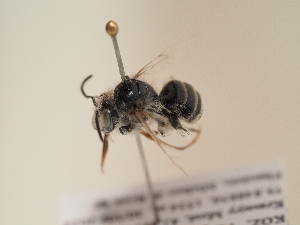  (Anthophora muscaria - TJW_1754)  @11 [ ] nrr (2025) Unspecified Thomas Wood