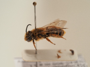  (Andrena kozlovi - TJW_1800)  @11 [ ] nrr (2025) Unspecified Thomas Wood