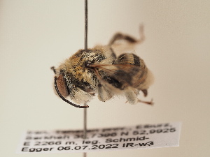  (Anthophora curvicornis - TJW_1843)  @11 [ ] nrr (2025) Unspecified Thomas Wood