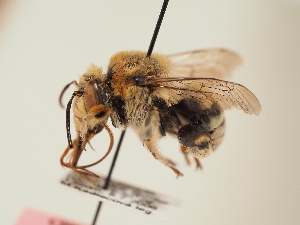  (Anthophora balassogloi - TJW_1893)  @11 [ ] nrr (2025) Unspecified Thomas Wood