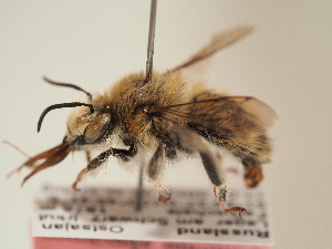  (Anthophora arctica - TJW_1895)  @11 [ ] nrr (2025) Unspecified Thomas Wood