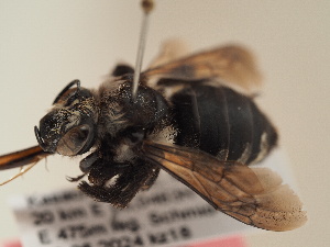  (Anthophora dubia - TJW_1896)  @11 [ ] nrr (2025) Unspecified Thomas Wood