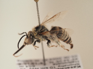  (Anthophora croceitarsis - TJW_1898)  @11 [ ] nrr (2025) Unspecified Thomas Wood